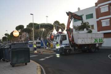 Parques y Jardines elimina en Salinetas el árbol que ensuciaba los recipientes de basura (Foto TA)